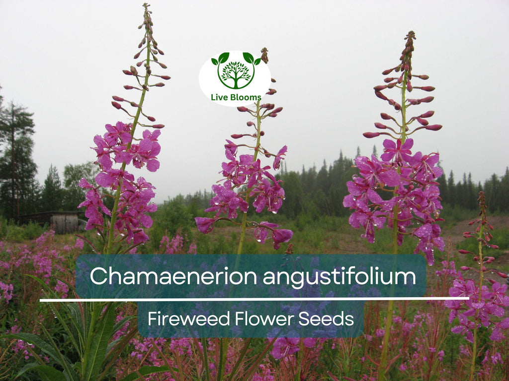 30 mg Seeds Chamaenerion Angustifolium Fireweed – Vibrant Wildflower for Planting, Gardening, and Pollinator-Friendly Landscapes