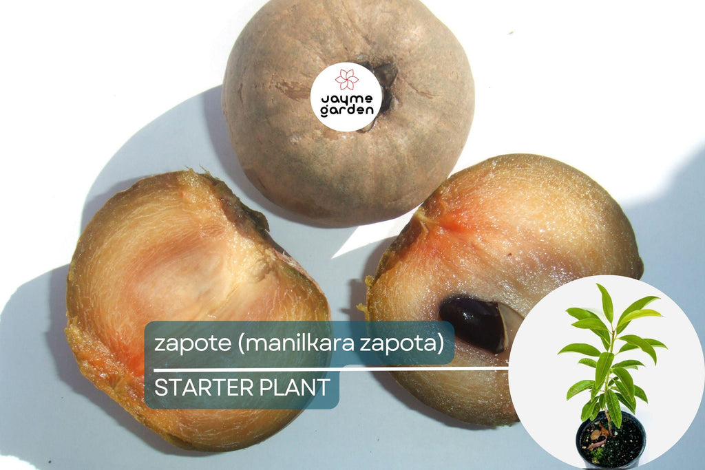 Grafted Sapodilla Tree (Manilkara zapota) Live Tropical Fruit Tree 12”-24” – Early Fruiting, Sweet Zapote Fruit