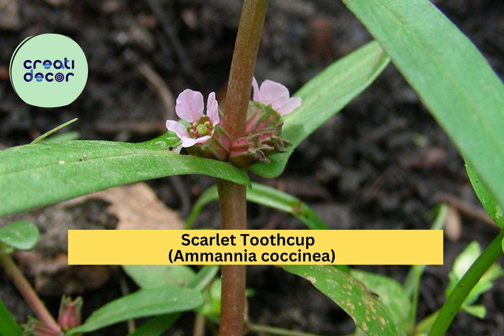 Scarlet Toothcup Seeds (Ammannia coccinea) – 1000 Native Wetland Seeds | Red Aquatic Wildflower | Pond Edge, Rain Garden | Zones 6–11