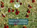 500 Seeds Dwarf Red Coneflower Perennial, Non-GMO, Pollinator-Friendly, Meadow Wildflower, Ratibida columnifera