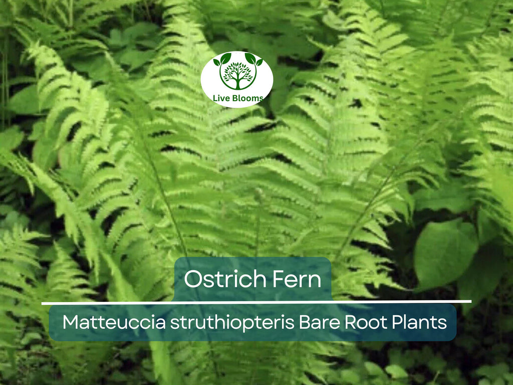 10 Ostrich Fern Bare Root Plants - Matteuccia struthiopteris, Native Perennial, Glade Fern, Shade Garden, Woodland Groundcover