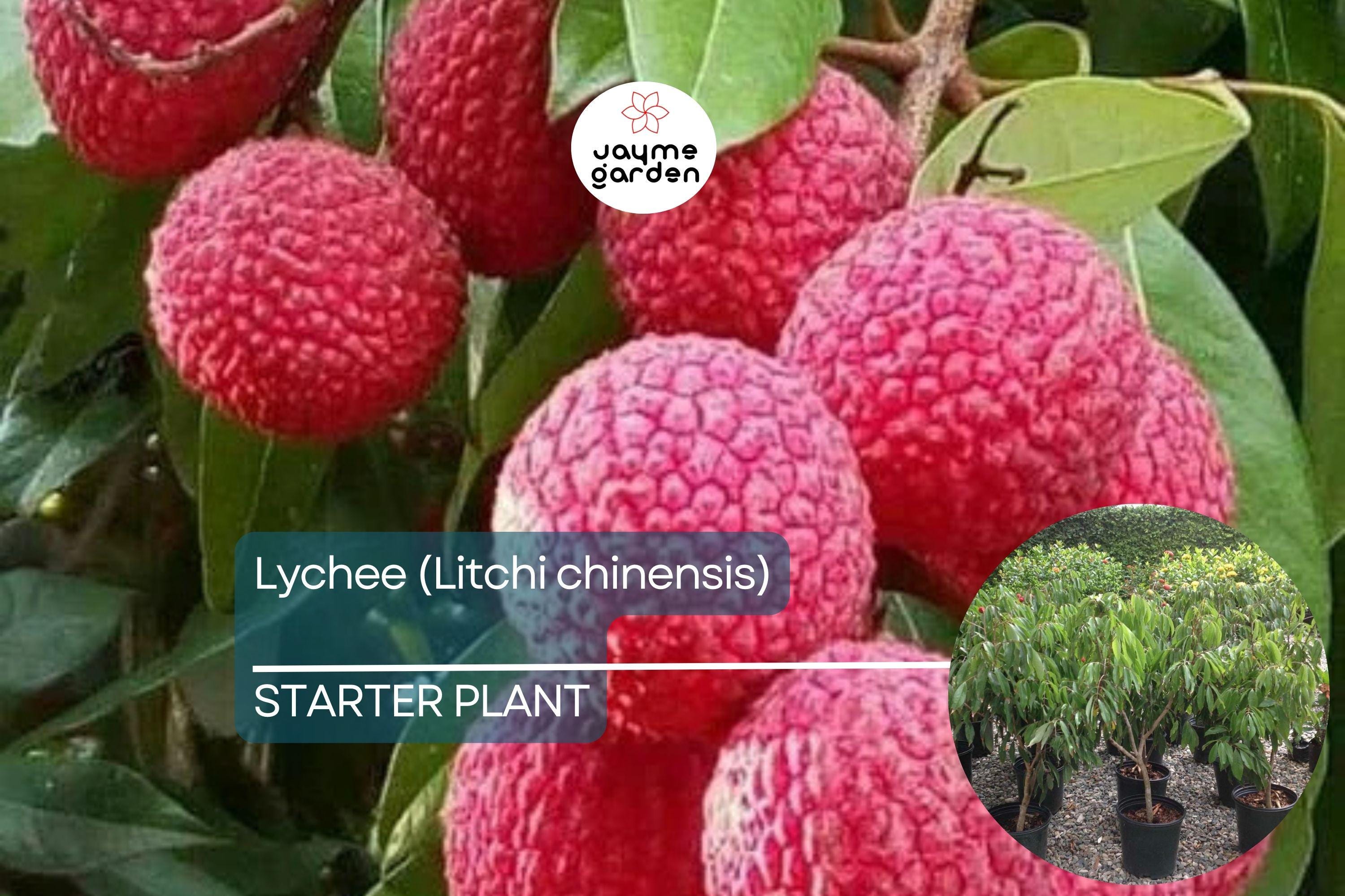 1 Lychee (Litchi chinensis) Tropical Live Fruit Tree – 12”-24” Rooted Cutting, Sweet Fragrant Fruit, Rare Exotic Starter Plant