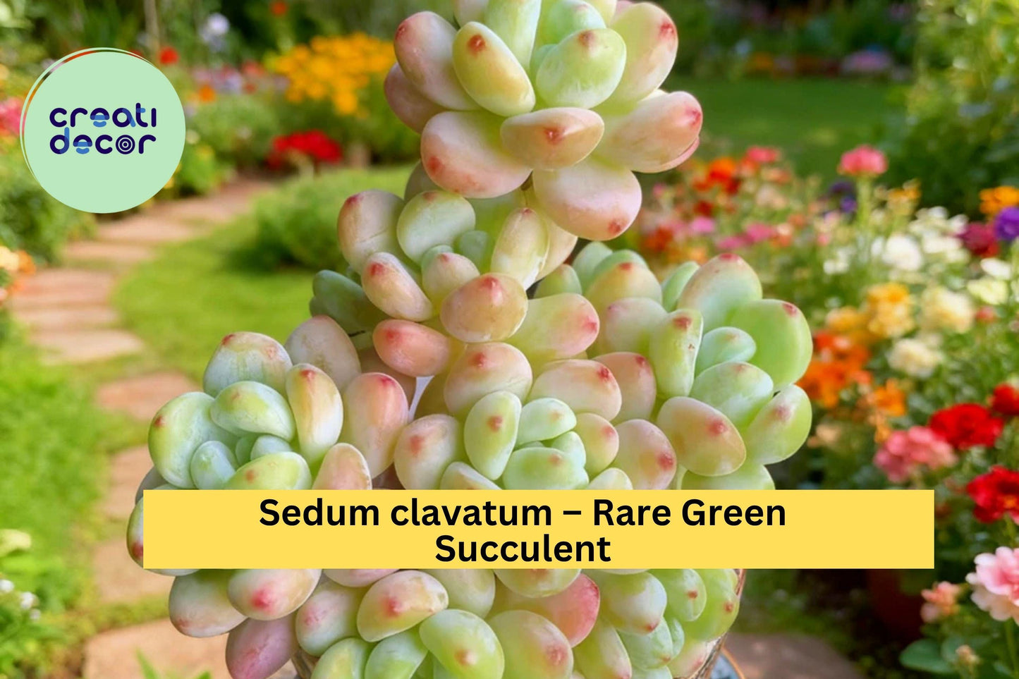 Sedum clavatum – Rare Green Succulent Plant, 3.5" Live Imported Starter, Rosette Form, Easy Indoor or Outdoor Grow