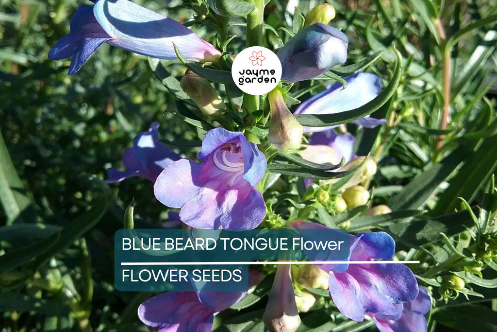 20 Blue Beard Tongue Seeds – Penstemon spectabilis, Hummingbird & Butterfly Magnet