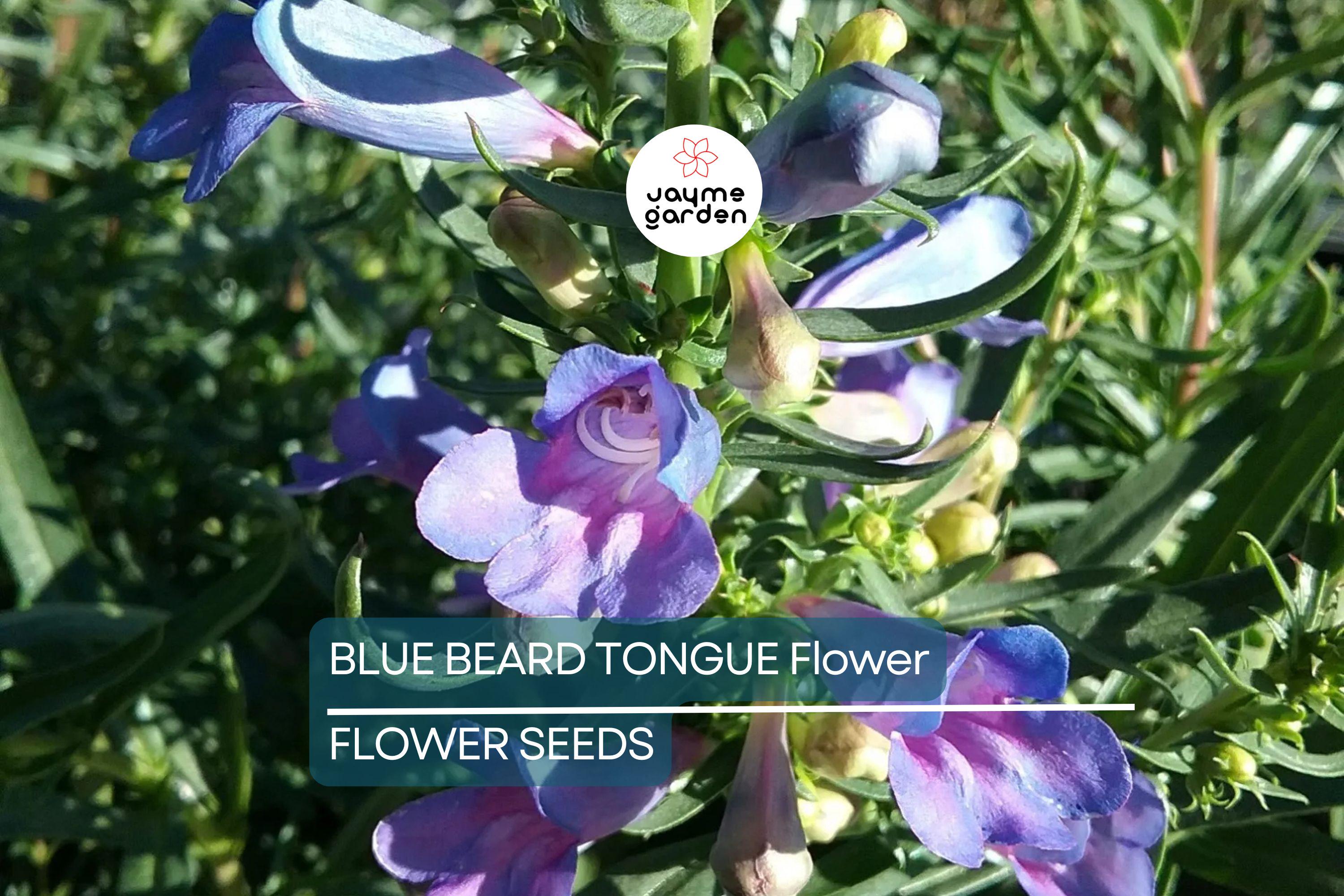 20 Blue Beard Tongue Seeds – Penstemon spectabilis, Hummingbird & Butterfly Magnet
