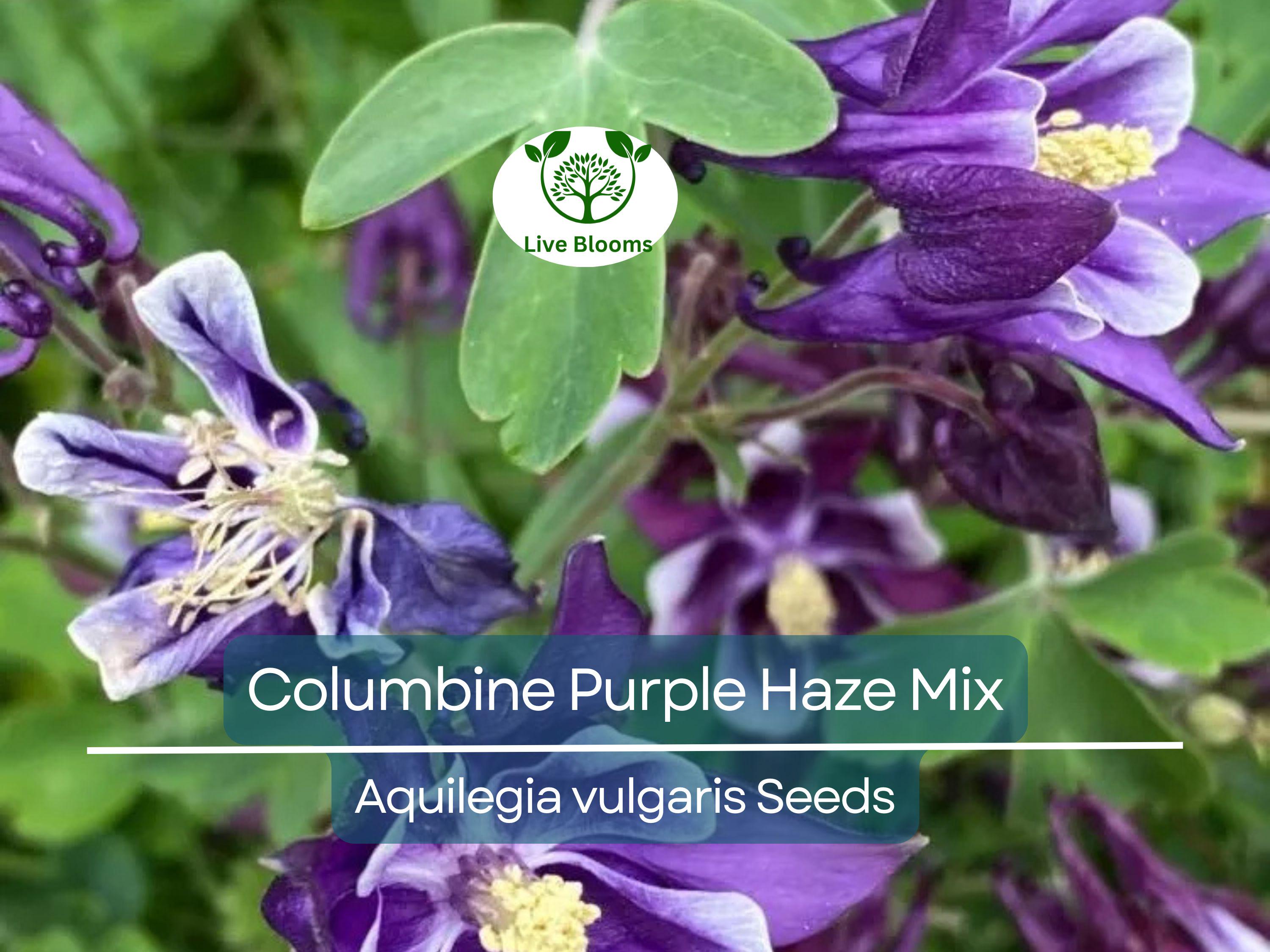 200 Seeds Columbine Purple Haze Mix (Aquilegia vulgaris) Perennial Flowers, Non-GMO, Attracts Hummingbirds & Butterflies, Colorful Garden