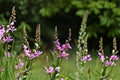 Showy Tick Trefoil – Desmodium canadense 25 Seeds | Native Perennial Wildflower | Nitrogen-Fixing | Pollinator & Wildlife Favorite