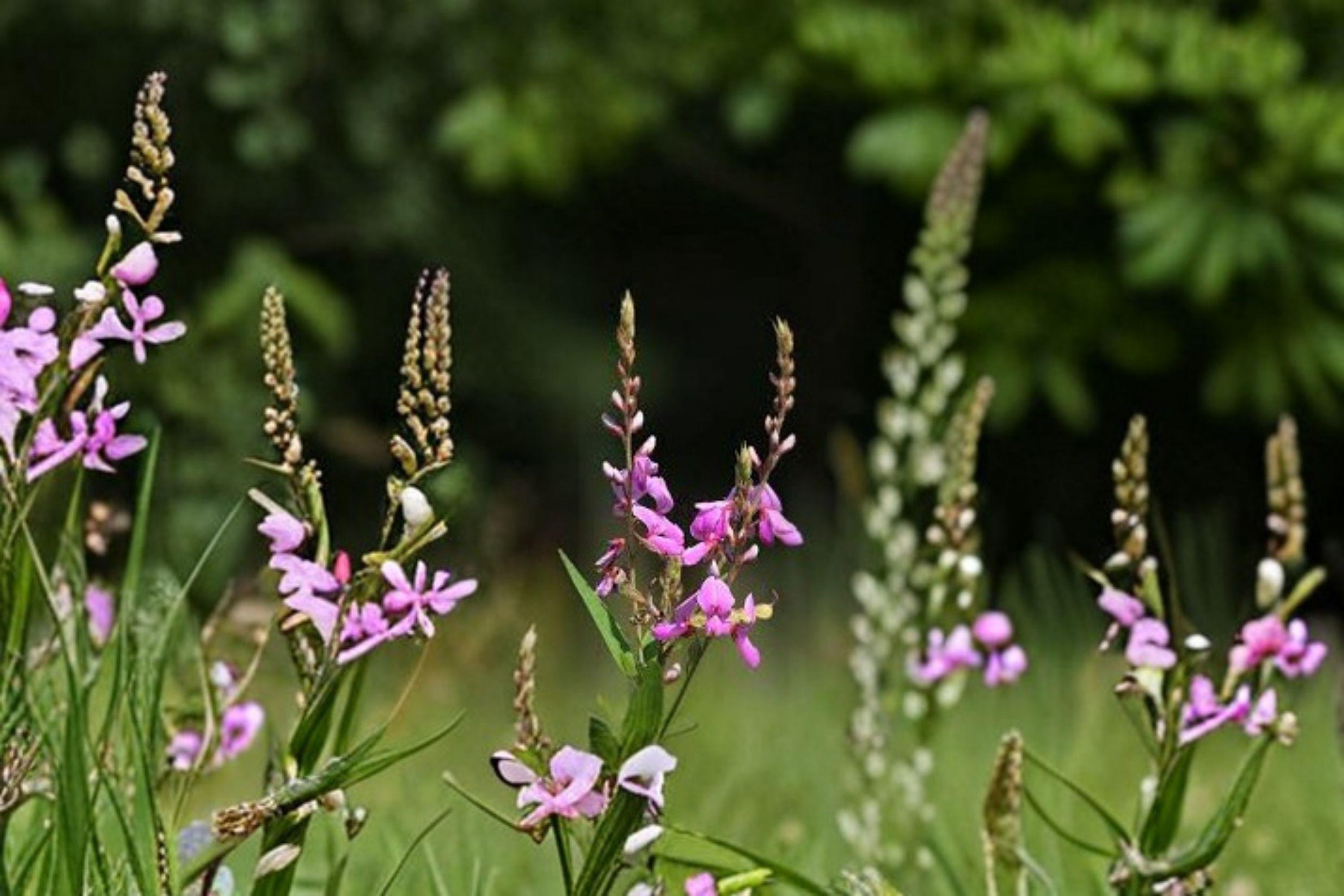Showy Tick Trefoil – Desmodium canadense 25 Seeds | Native Perennial Wildflower | Nitrogen-Fixing | Pollinator & Wildlife Favorite