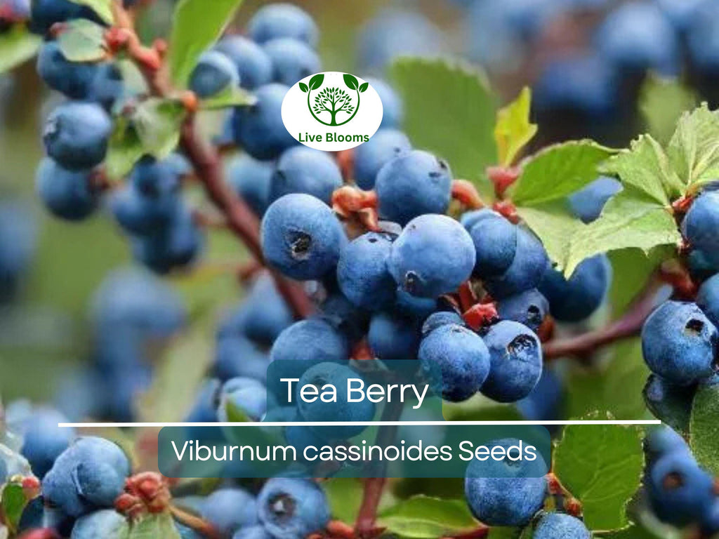 40 Tea Berry Shrub Seeds - Viburnum cassinoides, Witherod, Edible Fruits, Perennial, Native Plant, Aromatic Tea Leaves