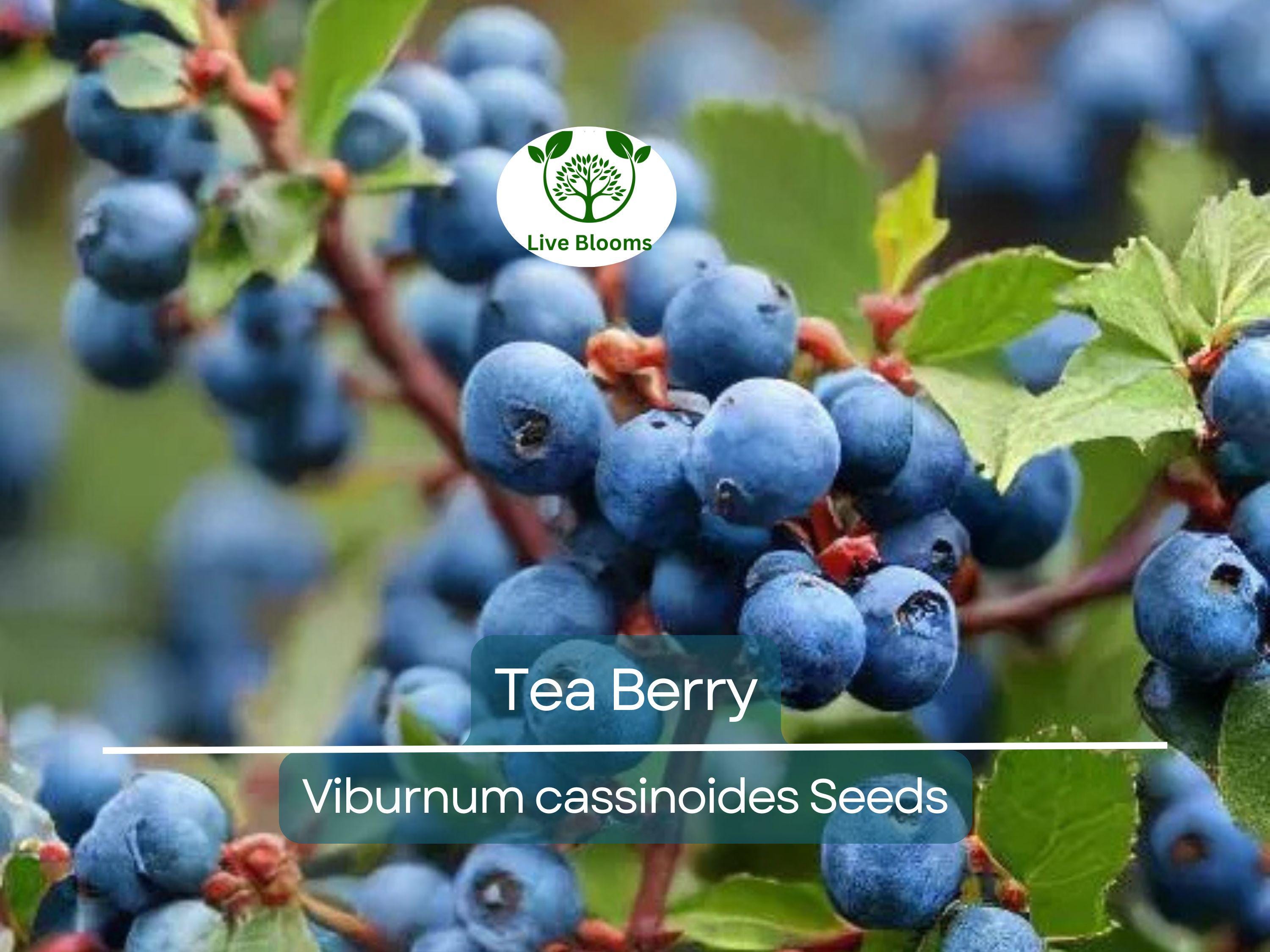 40 Tea Berry Shrub Seeds - Viburnum cassinoides, Witherod, Edible Fruits, Perennial, Native Plant, Aromatic Tea Leaves