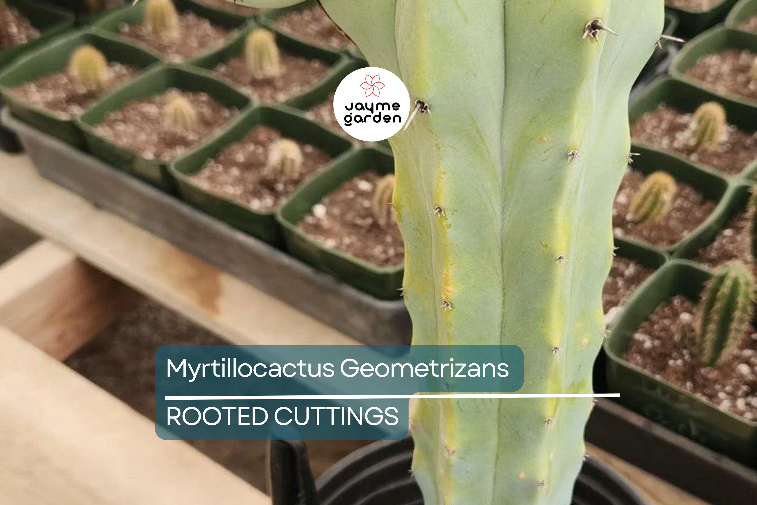 Myrtillocactus Geometrizans Rooted Cutting - 10-12" Tall, Prominent Black Spines, Blue Candle Cactus