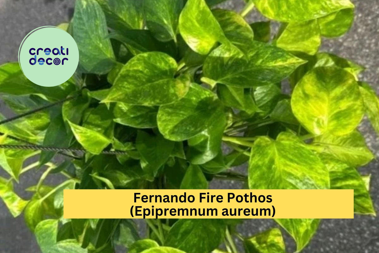 Fernando Fire Pothos Cuttings | Epipremnum aureum | 3 Fresh Unrooted Indoor Plant Cuttings
