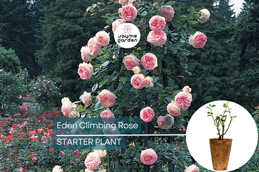 Eden Climbing Rose – 1.5 Gal Pot | Fragrant Pink Blooms | 12' Tall, Own Root, Hardy Zones 5-9 | Award-Winning & Disease Resistant
