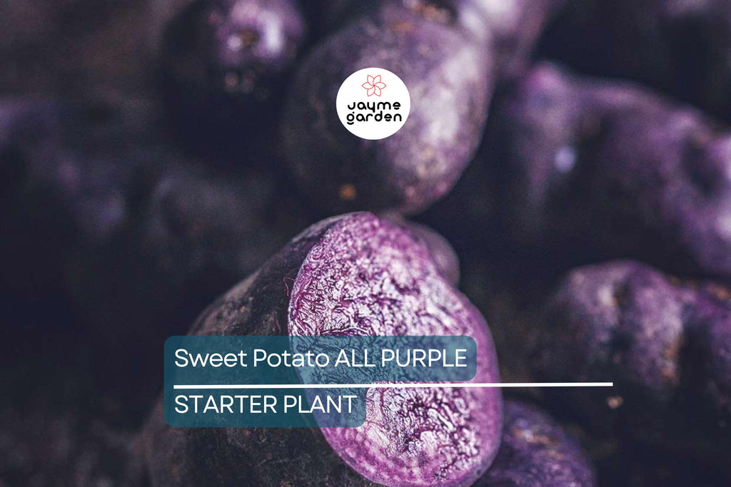 5 Pounds All Purple Sweet Potato - Organic, Ready to Grow - Japanese Variety, Fast-Growing, Hardy, and Nutritious