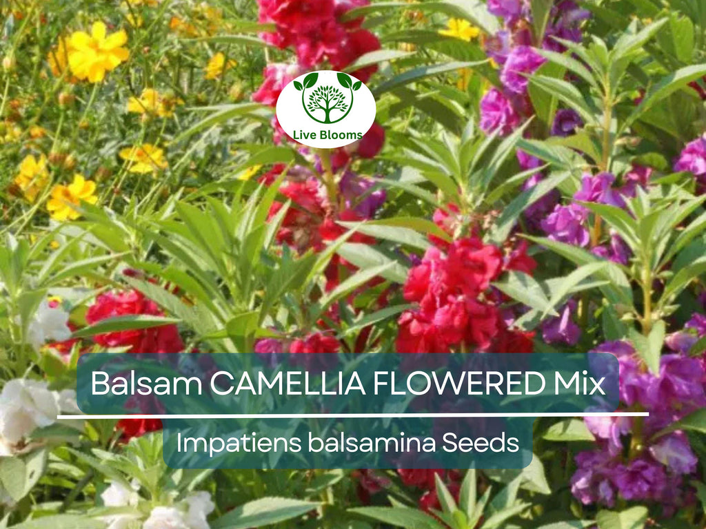 200 Seeds Balsam CAMELLIA FLOWERED Mix, Impatiens Double Blooms, PartShade, Non-GMO, Beautiful Garden Flowers, Vibrant Colors