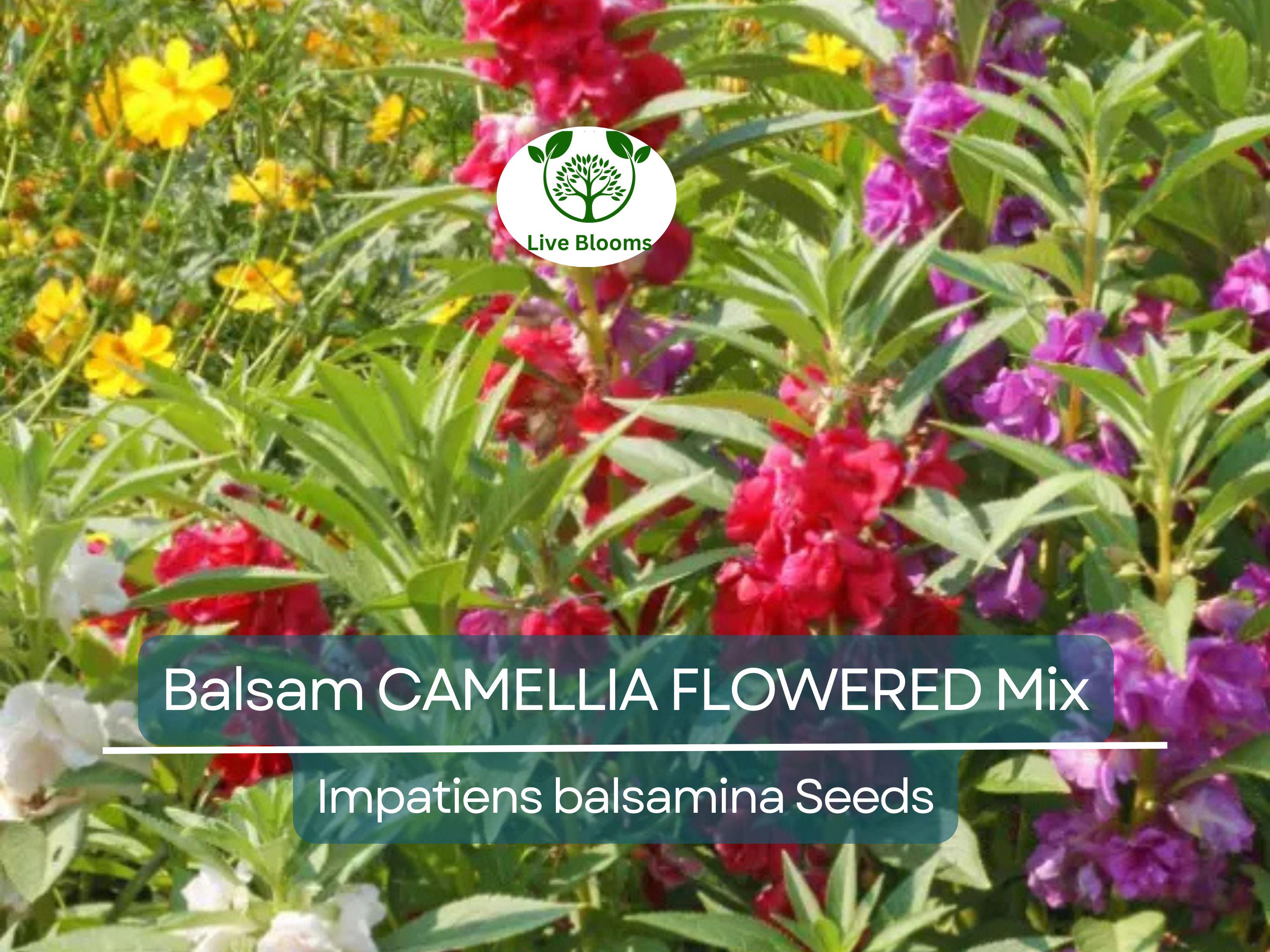 200 Seeds Balsam CAMELLIA FLOWERED Mix, Impatiens Double Blooms, PartShade, Non-GMO, Beautiful Garden Flowers, Vibrant Colors