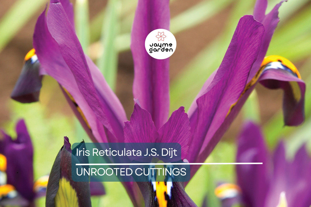 Iris Reticulata J.S. Dijt 4-8" Live Flower Bulbs | Purple Dwarf Iris | Early Blooming Perennial | 10-Pack