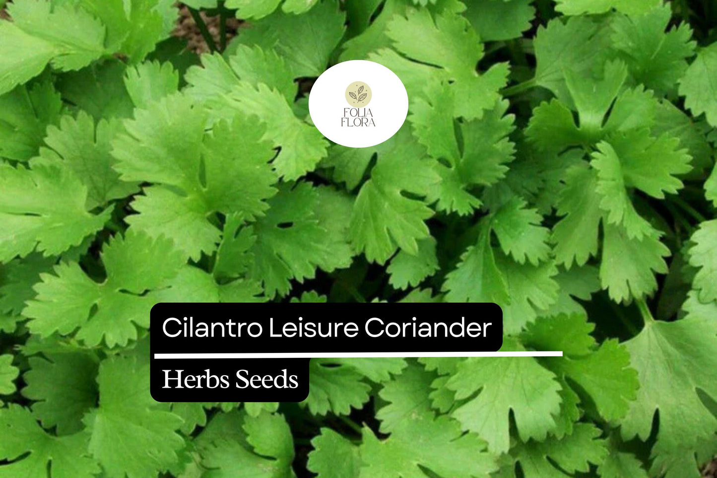 1g Cilantro Leisure Coriander Seeds Coriandrum sativum | Fast-Growing Herb, Heirloom, Non-GMO, Culinary Staple, Easy to Grow