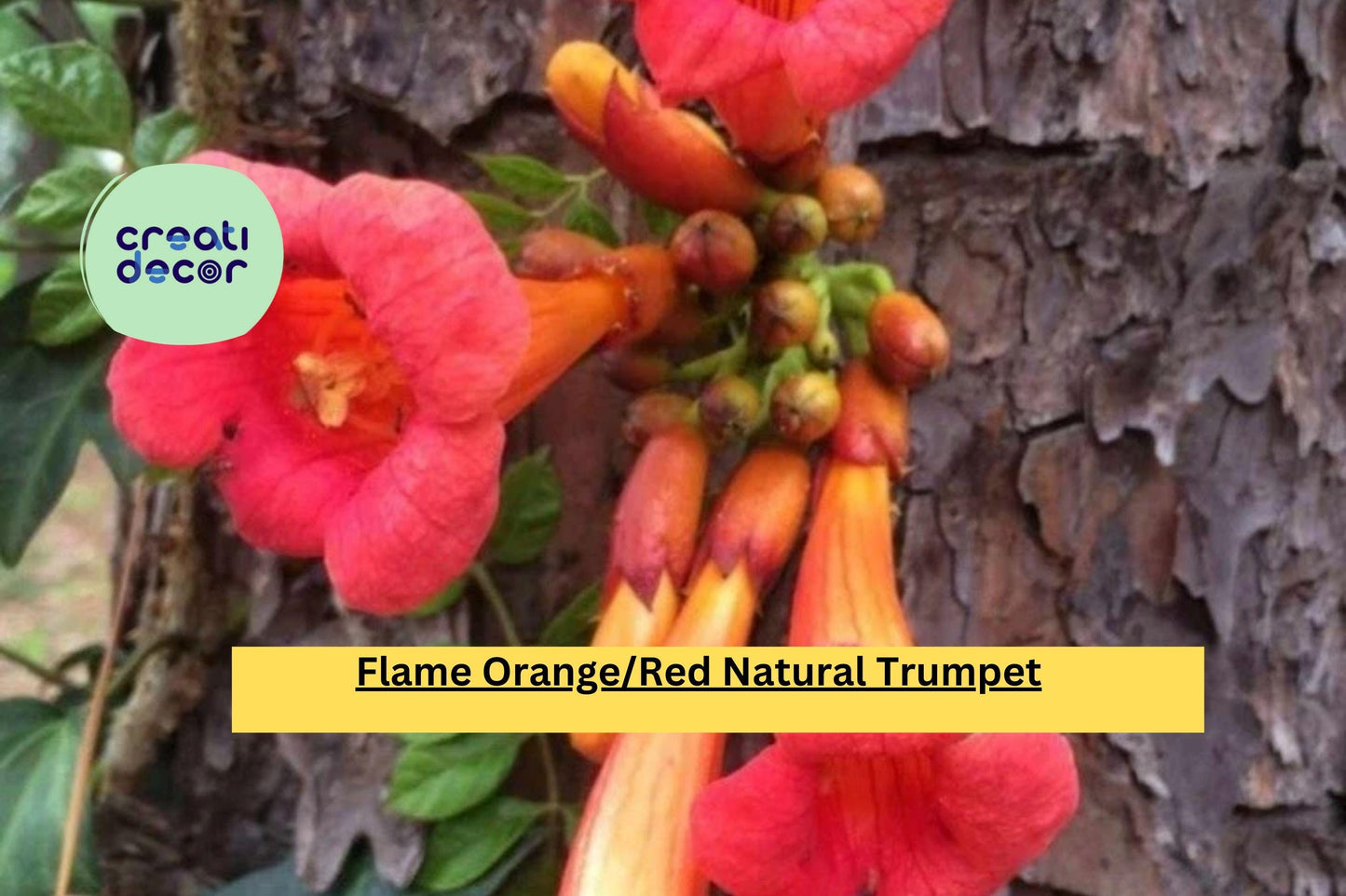 1 Trumpet Vine – Live Bare Root Plant 2 Ft+, Flame Orange Red Blooms, Hardy Perennial Flowering Vine for Trellis, Fence, or Garden Landscape