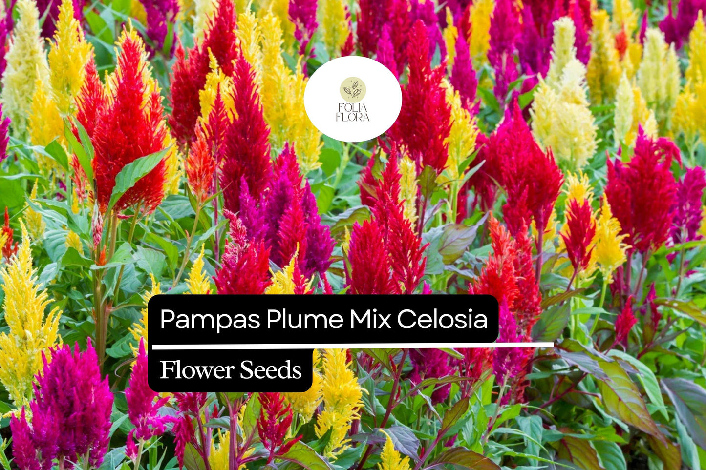 Pampas Plume Mix Celosia (Celosia argentea) | 50-1000 Seeds – Colorful Feathery Plumes for Vibrant Gardens