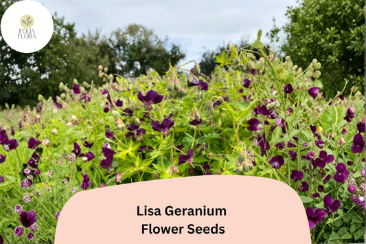25+ Lisa Geranium Seeds for Garden Planting – Purple Flowers, Hardy Perennial