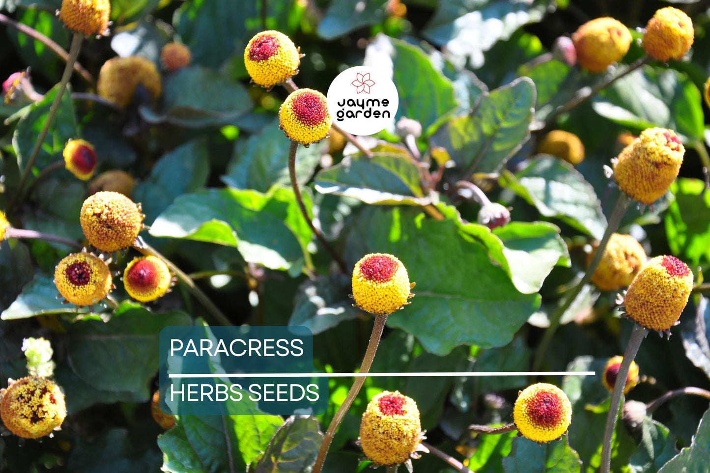 100 Paracress Seeds - Medicinal Herb - Toothache Plant (Spilanthes oleracea) - Buzz Buttons
