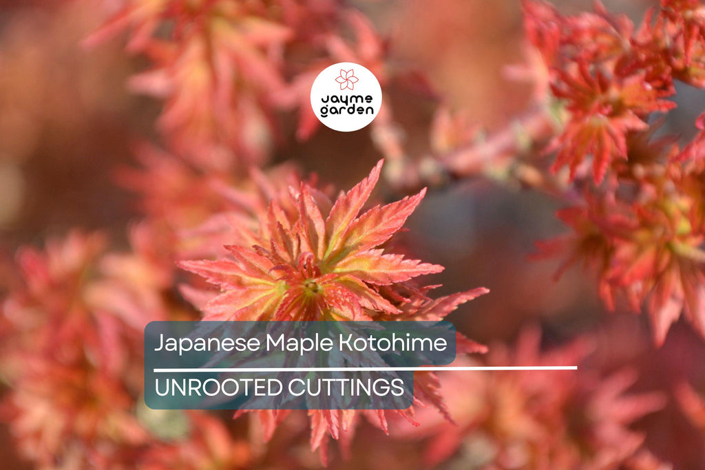 Japanese Maple Kotohime Cutting for Bonsai | Acer Var. Outdoor Hardy in Zone 8a | Ideal for Miniature Tree Styling