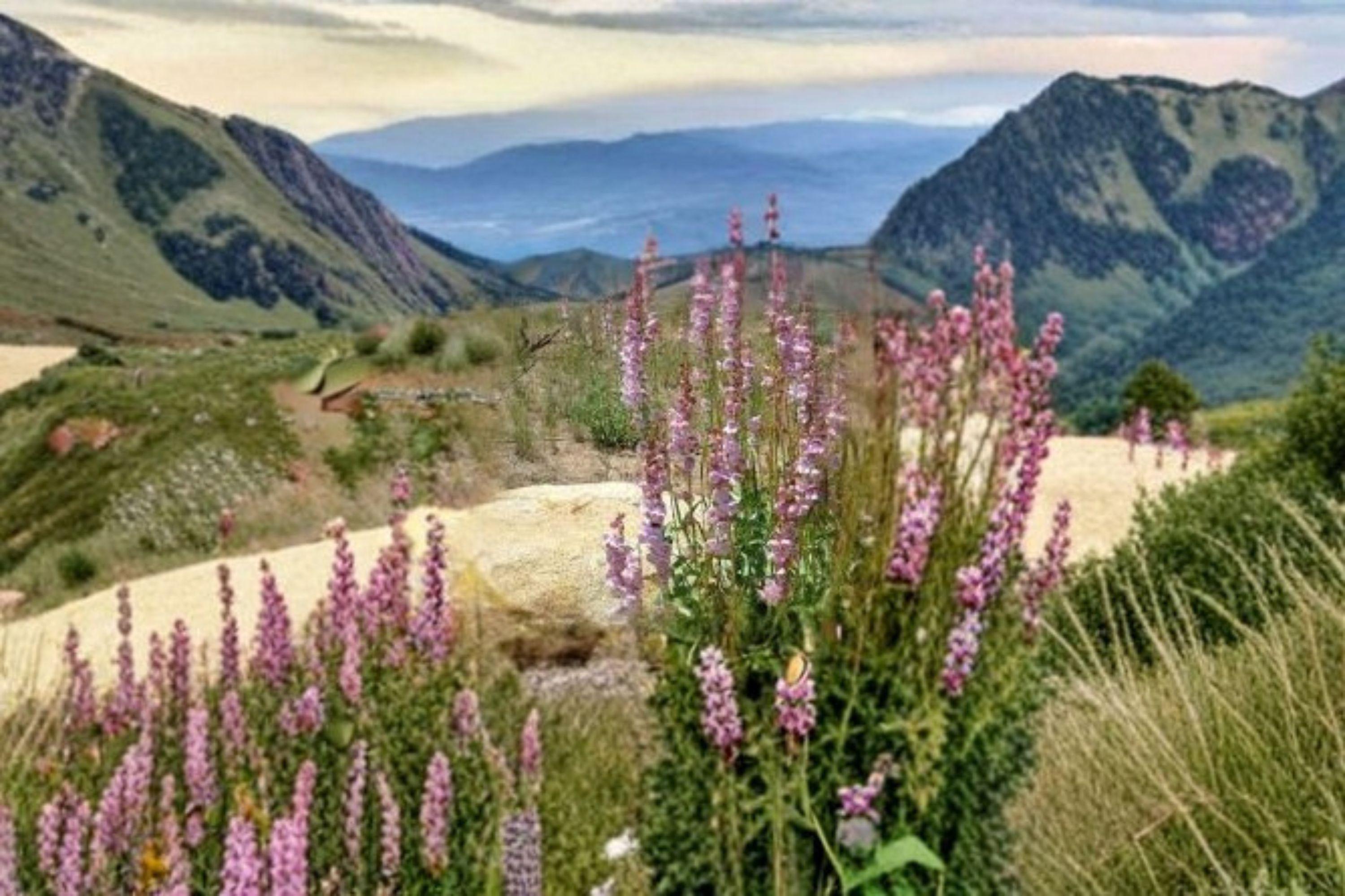 Penstemon palmeri – Palmer’s Penstemon 50 Seeds | Showy Native Wildflower | Fragrant Pink Blooms | Drought-Tolerant Perennial