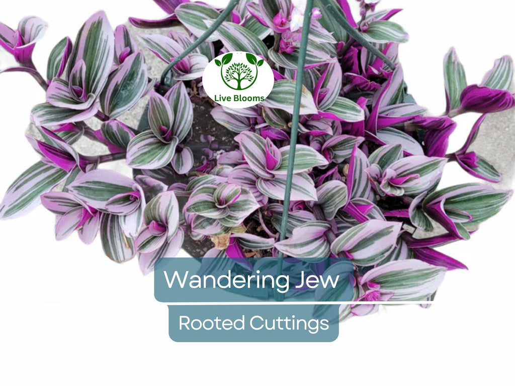 12 Fully Rooted Wandering Jew Cuttings (Tradescantia Zebrina) - Healthy, Guaranteed to Grow, Easy Care Houseplant, Indoor Plant, Fast Growth