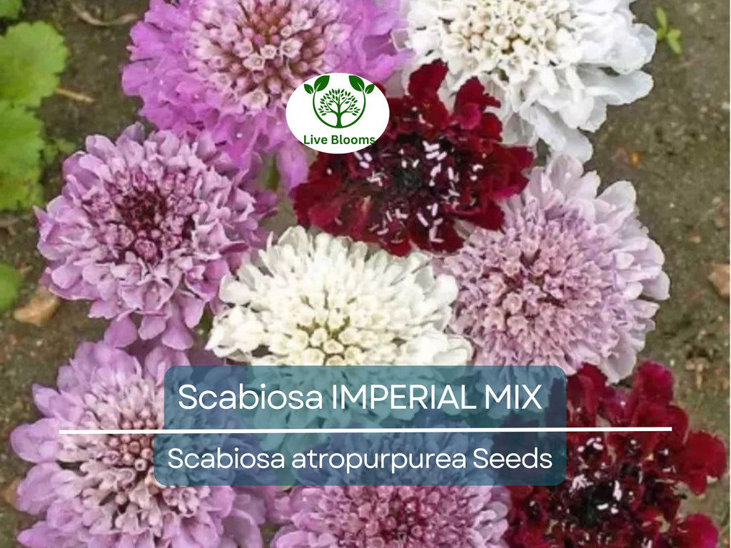 200 Seeds Scabiosa IMPERIAL MIX - Tall Double Pincushion Flower, Dried Everlasting, Non-GMO, Perfect for Cut Flowers - Scabiosa atropurpurea