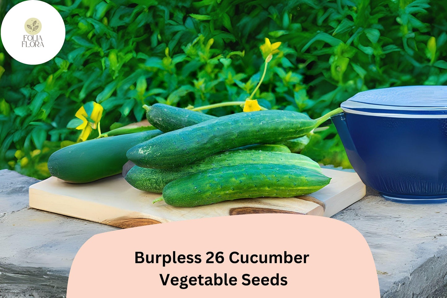 25+ Burpless 26 Cucumber Seeds | Tender Non-Bitter Slicer | Heirloom Non-GMO Easy Garden Planting
