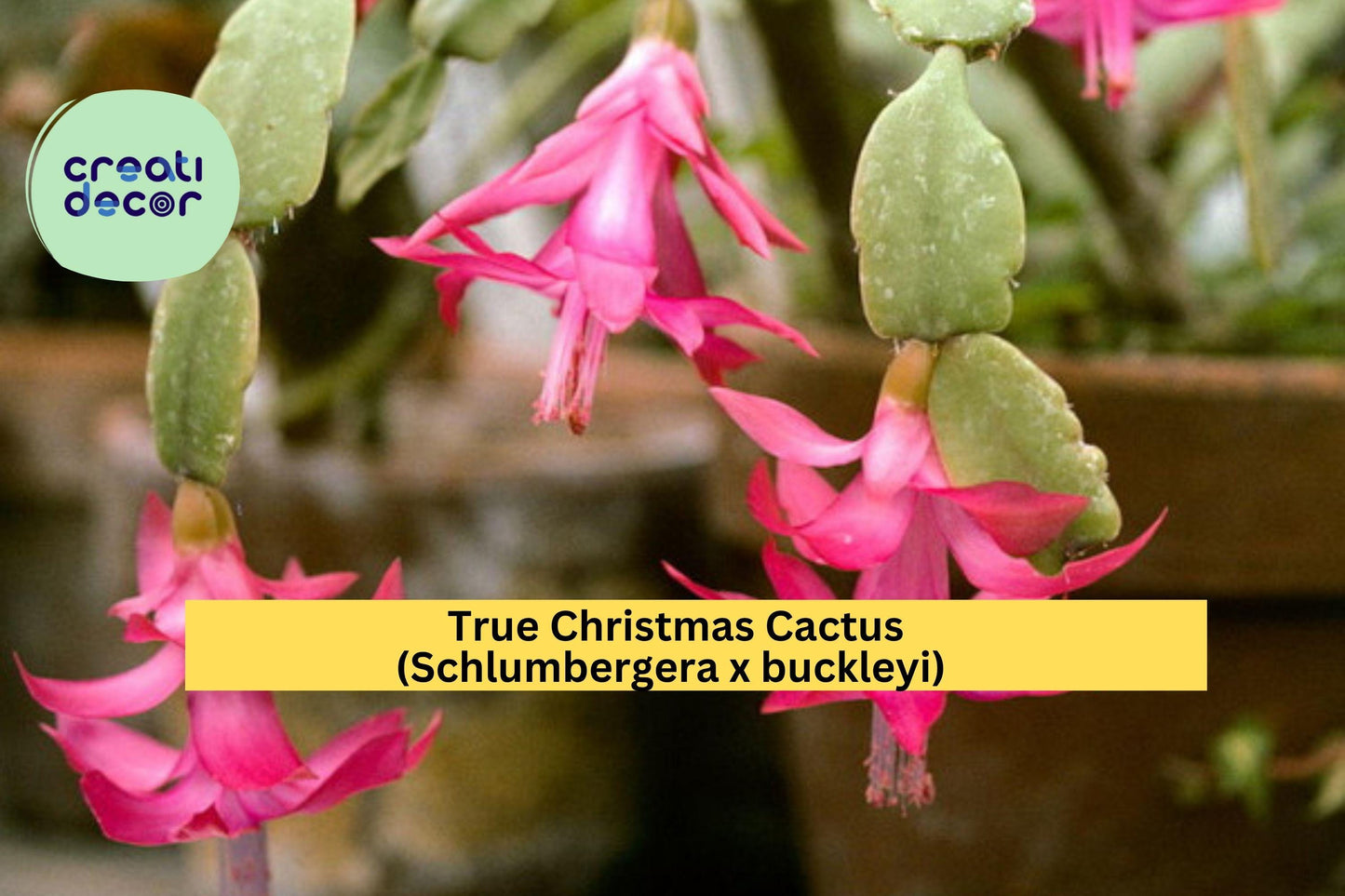 True Christmas Cactus Starter Plant – Schlumbergera x buckleyi – Classic Pink Bloom Old-Fashioned Holiday Succulent