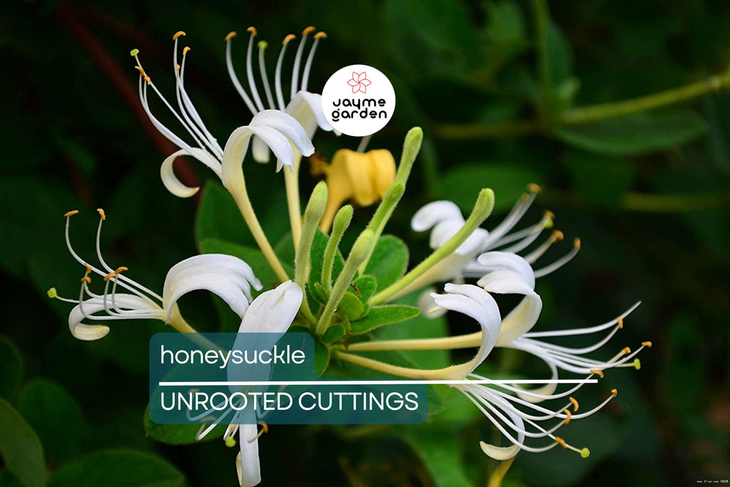 6 Honeysuckle Plant Cuttings | Fragrant Vine | No Roots | 6"-8" Long | Fast Growing | Easy to Propagate
