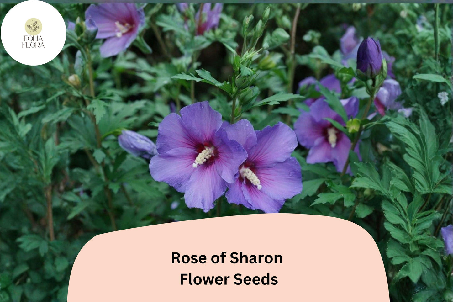 Rose of Sharon Seeds – 10 Hibiscus syriacus | Shrub Althea Hardy Hibiscus