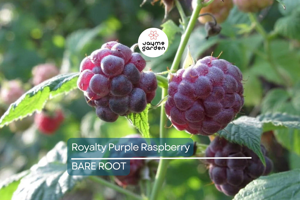Royalty Purple Raspberry Bare Root Canes | 2-Year-Old Plants | Large Berries | Sweet Flavor | Cold Hardy | USDA Zones 4-8