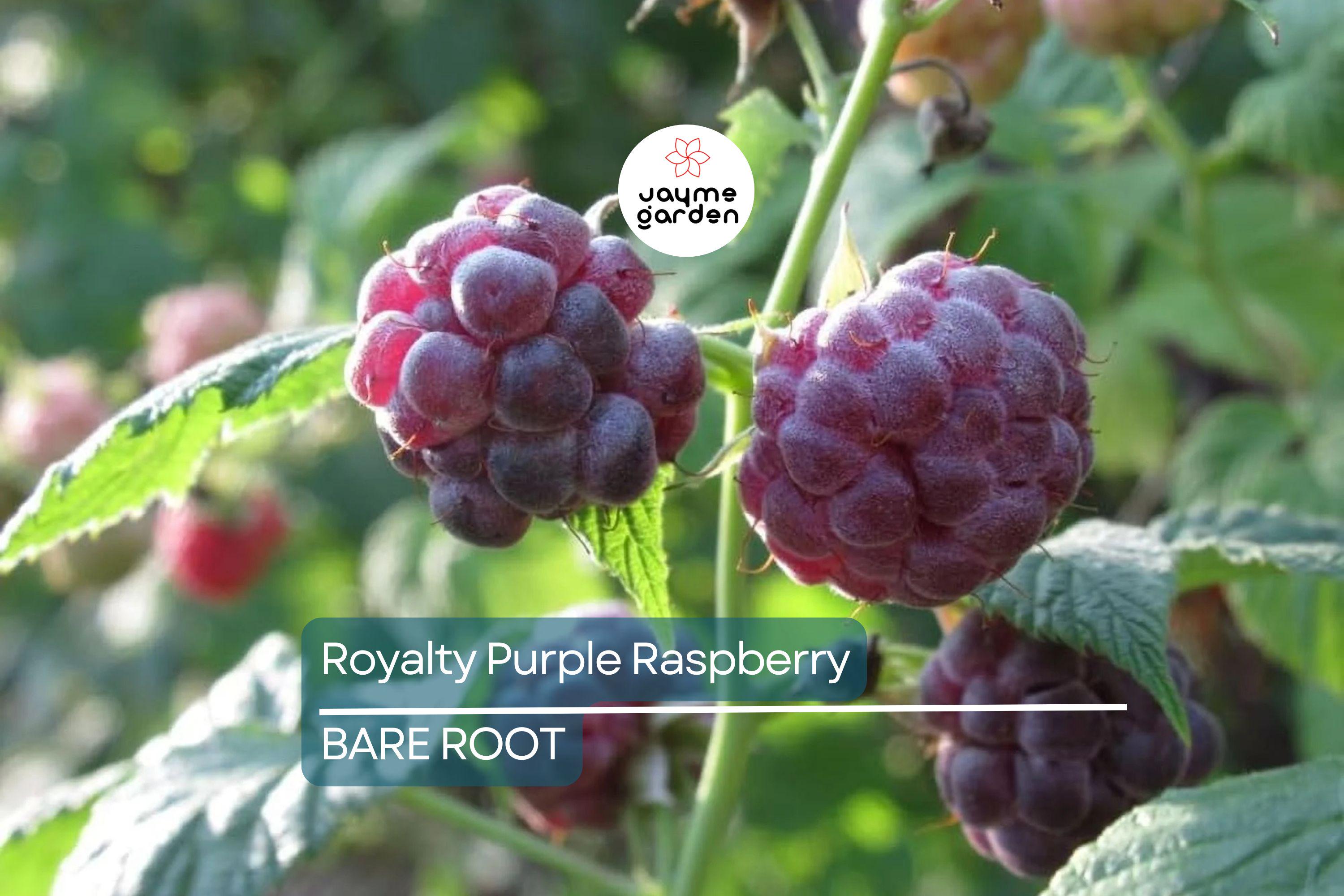Royalty Purple Raspberry Bare Root Canes | 2-Year-Old Plants | Large Berries | Sweet Flavor | Cold Hardy | USDA Zones 4-8