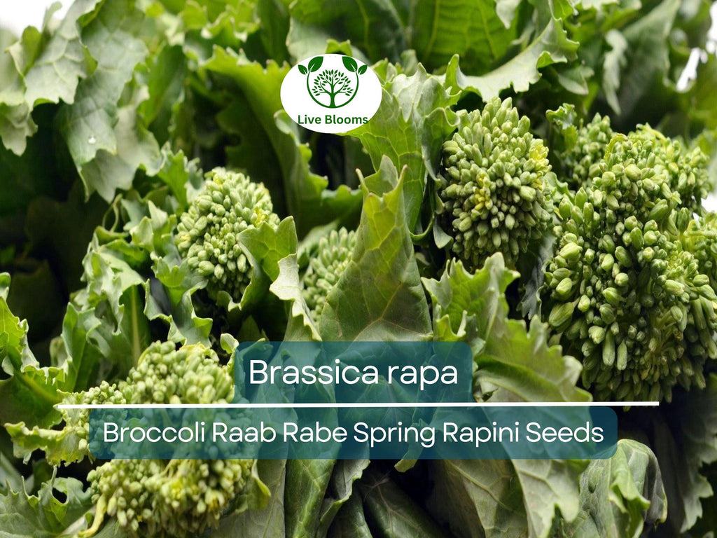 150 Seeds Broccoli Raab Rabe - Brassica rapa | Heirloom Spring Rapini for Planting, Gardening & Culinary Use