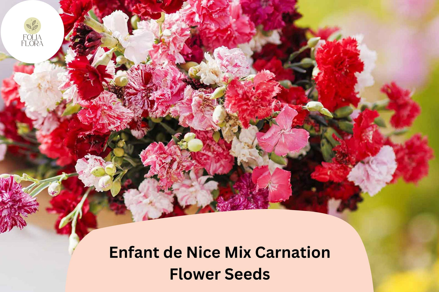 200+ Enfant de Nice Mix Carnation Seeds: Fragrant Cut Flowers, Colorful Garden Blooms, Easy to Grow Perennial Variety