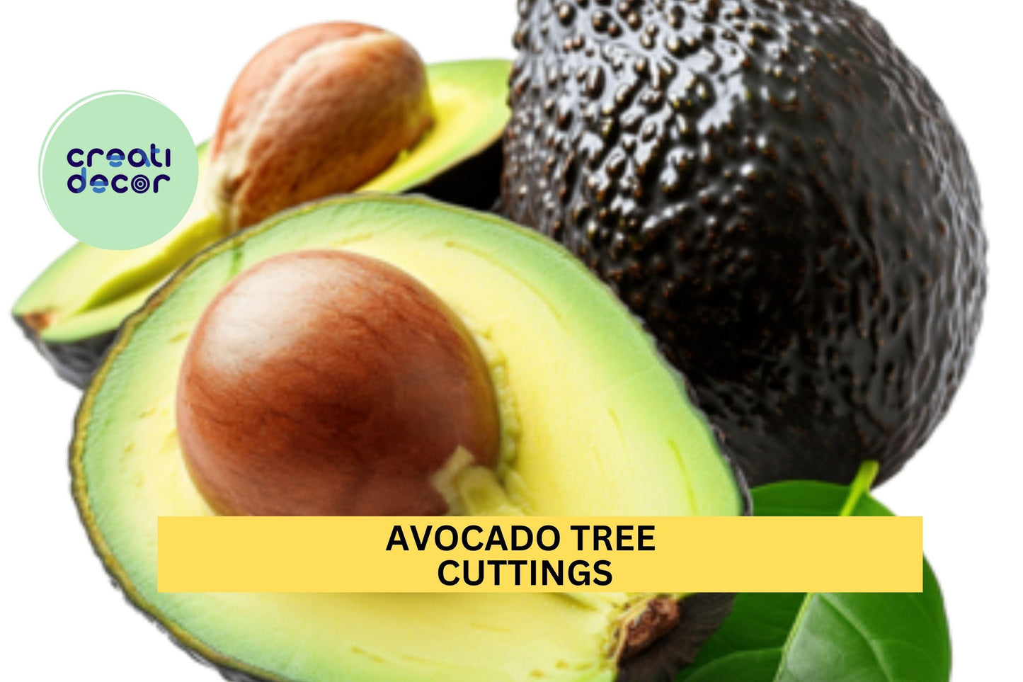 Avocado Tree Cuttings – Set of 3 for Grafting or Rooting | Fresh Persea americana Wood for Propagation or Avocado Orchard Starts