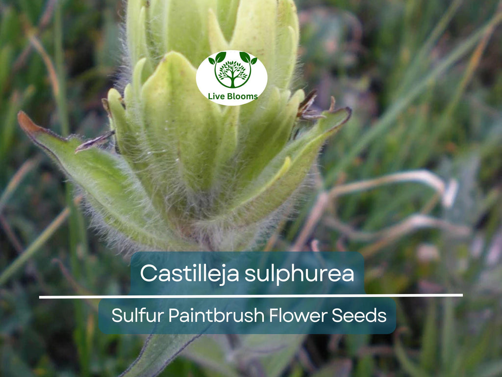 100 mg Seeds Castilleja sulphurea (Sulfur Paintbrush) Indian Paint Brush for Planting | Vibrant Wildflower for Pollinator Gardens