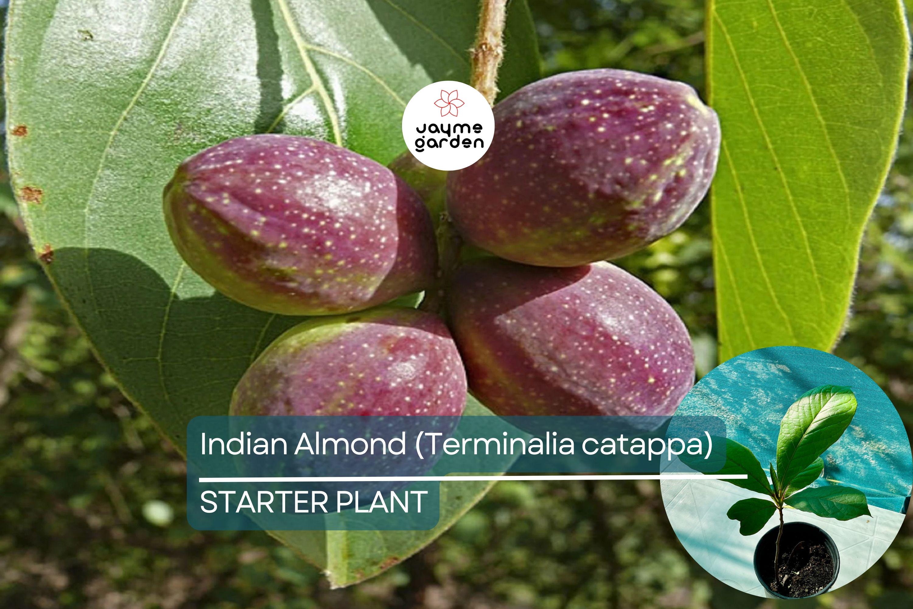 Indian Almond Tree 10" Tall - Live Terminalia catappa Nut Tree | Tropical Soft-Shell Edible Seed Tree for Shade & Coastal Landscaping