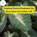 1 Colocasia esculenta ‘Tropical Storm’ - Elephant Ear Bare Root Live Plant 10” - Exotic Foliage