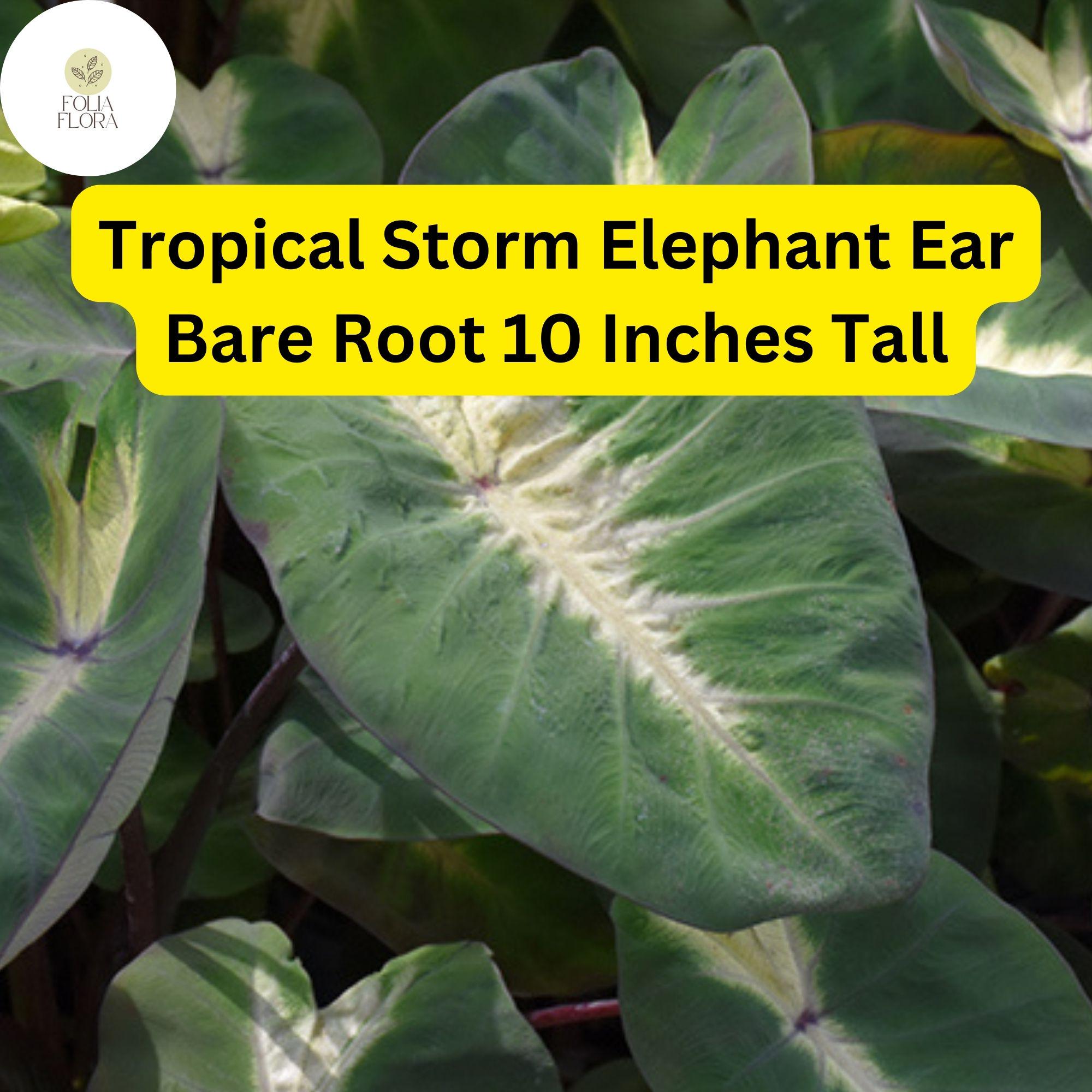 1 Colocasia esculenta ‘Tropical Storm’ - Elephant Ear Bare Root Live Plant 10” - Exotic Foliage