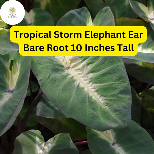 1 Colocasia esculenta ‘Tropical Storm’ - Elephant Ear Bare Root Live Plant 10” - Exotic Foliage
