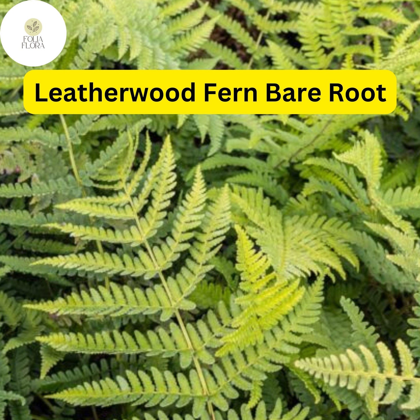 3 Leatherwood Ferns (Dryopteris marginalis), Premium Native Woodland Bare Root Plants