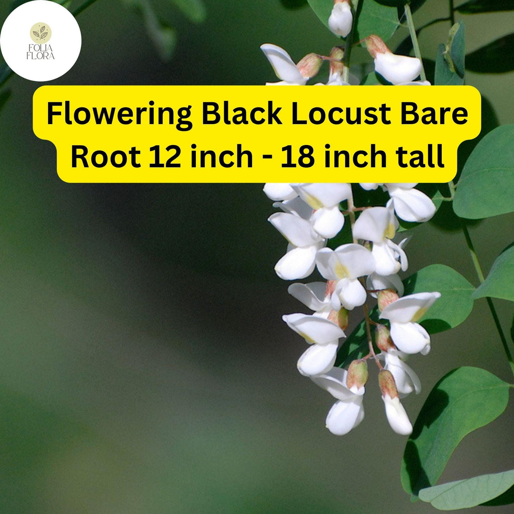 1 Flowering Black Locust Tree (Robinia pseudoacacia) Live Bare Root Plant 12 inch - 18 inch tall