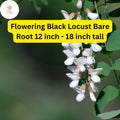 1 Flowering Black Locust Tree (Robinia pseudoacacia) Live Bare Root Plant 12 inch - 18 inch tall