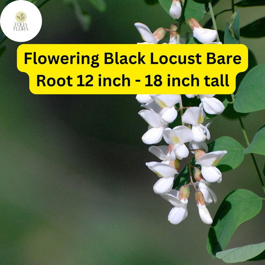 1 Flowering Black Locust Tree (Robinia pseudoacacia) Live Bare Root Plant 12 inch - 18 inch tall