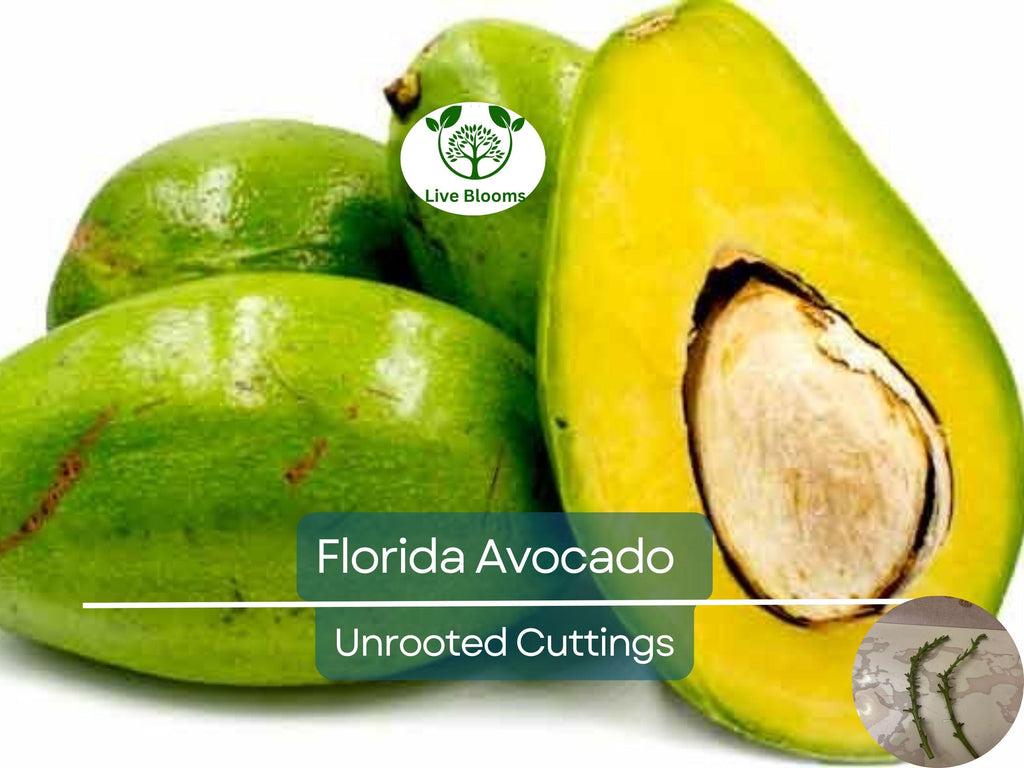 2 Full Florida Avocado Unrooted Cuttings for Grafting - Persea americana Choquet - Grows Huge Fruit - Perfect for Backyard Garden