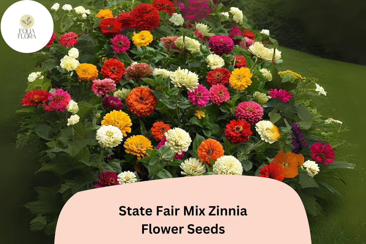 100+ State Fair Mix Zinnia Seeds – Tall Non-GMO Annual Flowers for Garden Planting, Cut Flowers & Borders